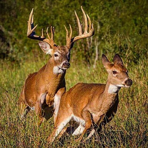 unprepared deer hunters