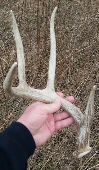 shed hunting