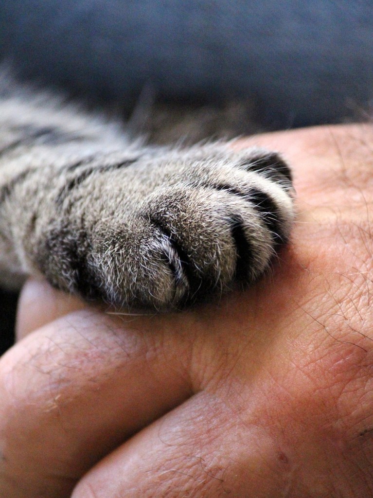 cat paw