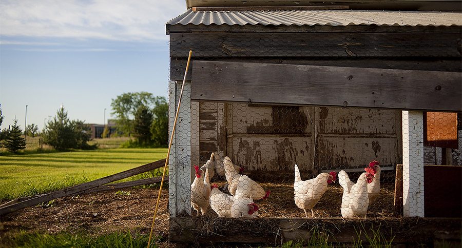 chicken coop