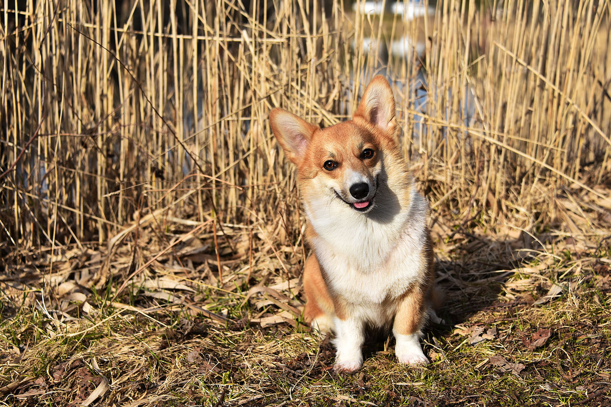 corgi