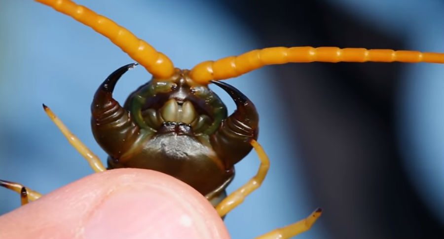 Here's the Aftermath of Coyote Peterson's Giant Desert Centipede