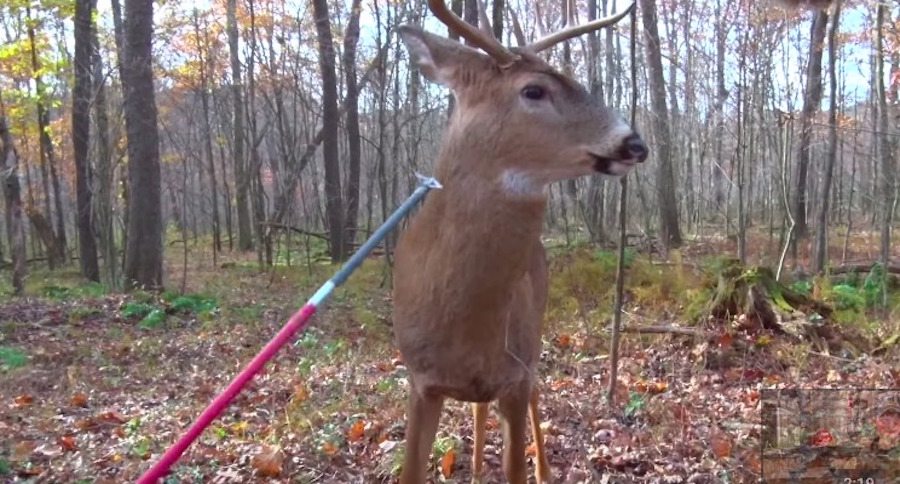 unprepared deer hunters