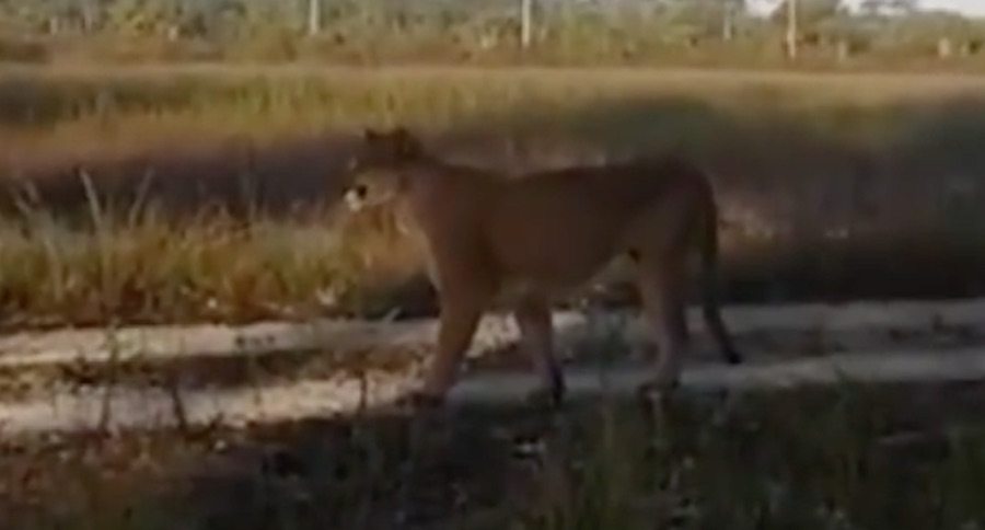 florida panther