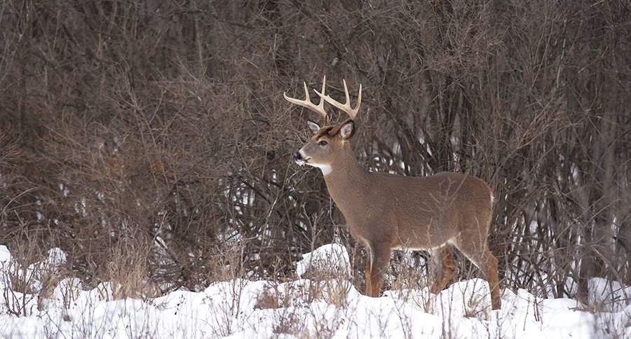 december hunting tactics