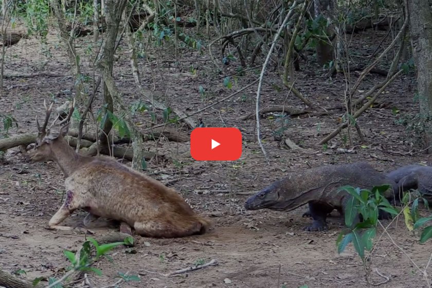 Komodo Dragon Kills, Eats Deer in Brutal Footage - Wide Open Spaces