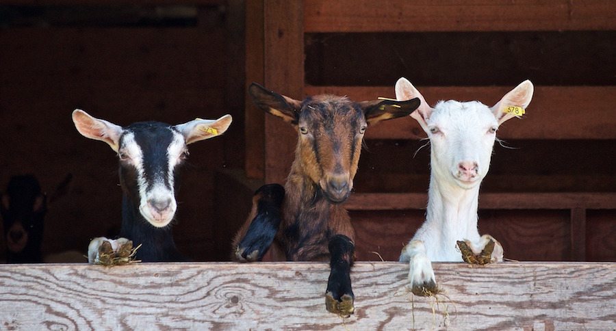 three goats