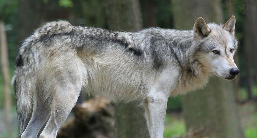 wolf