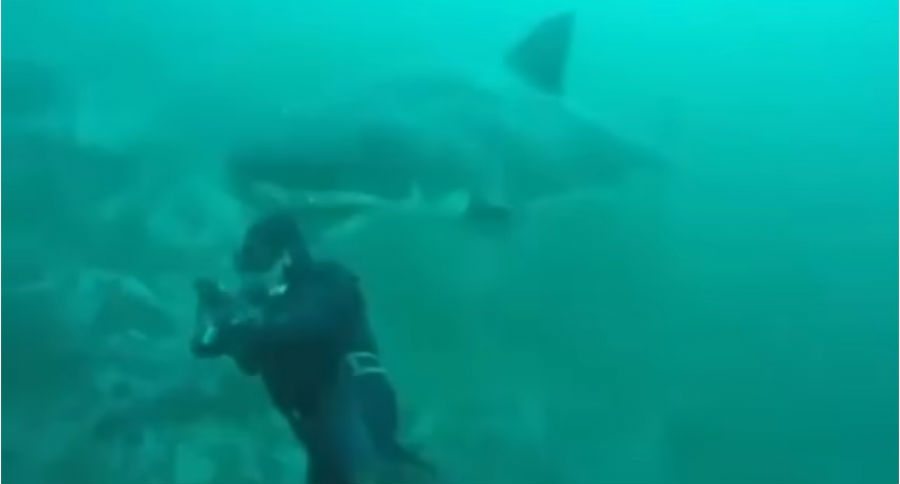 great white