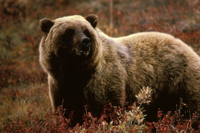grizzly bear hunting