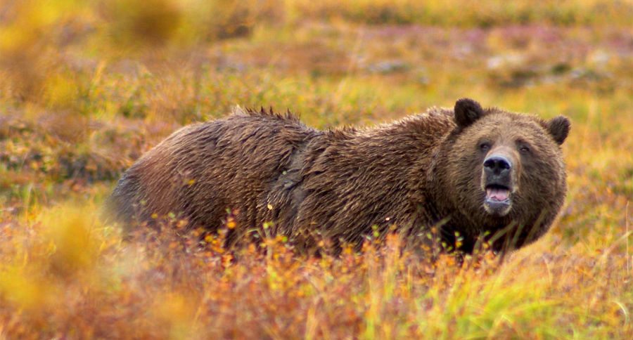 grizzly bear hunting