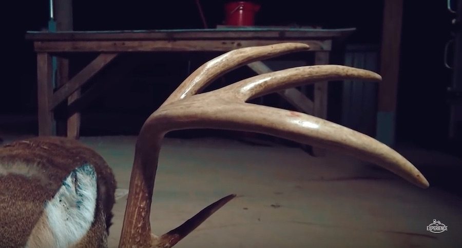 iowa buck