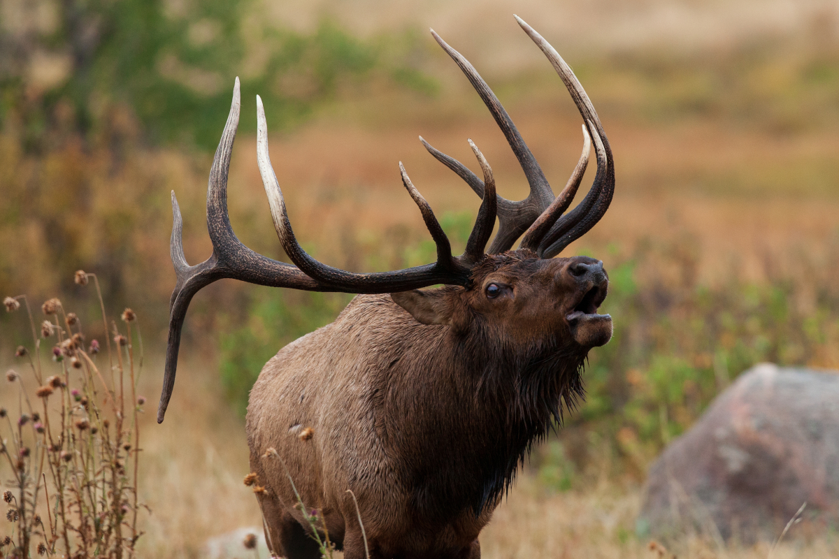 Kill an Elk