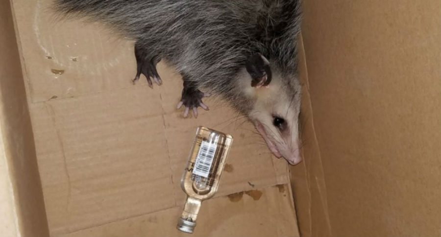 possum