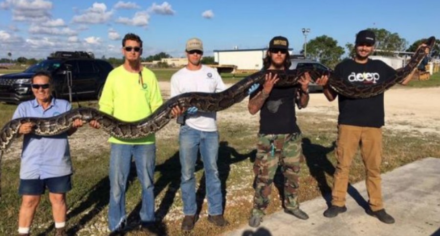 17-foot python