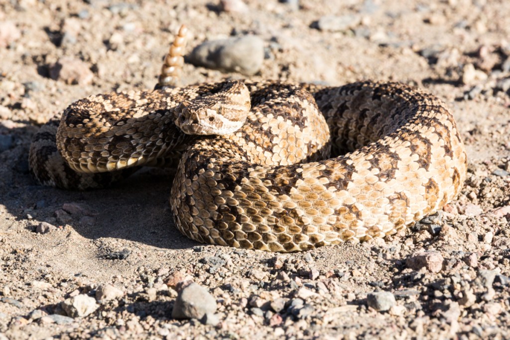 Rattlesnake Safety