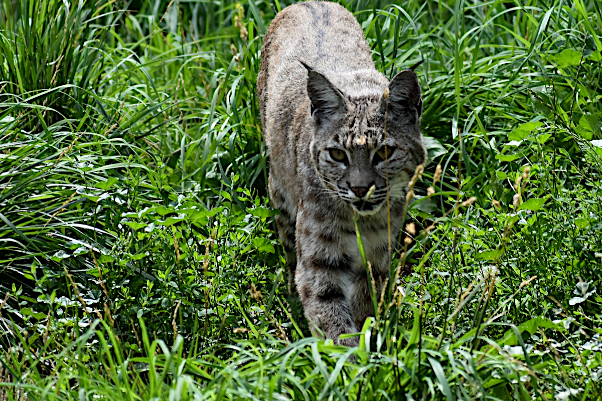 Trapping Bobcats