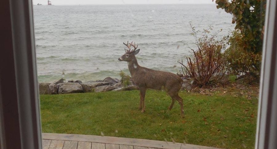 whitetail