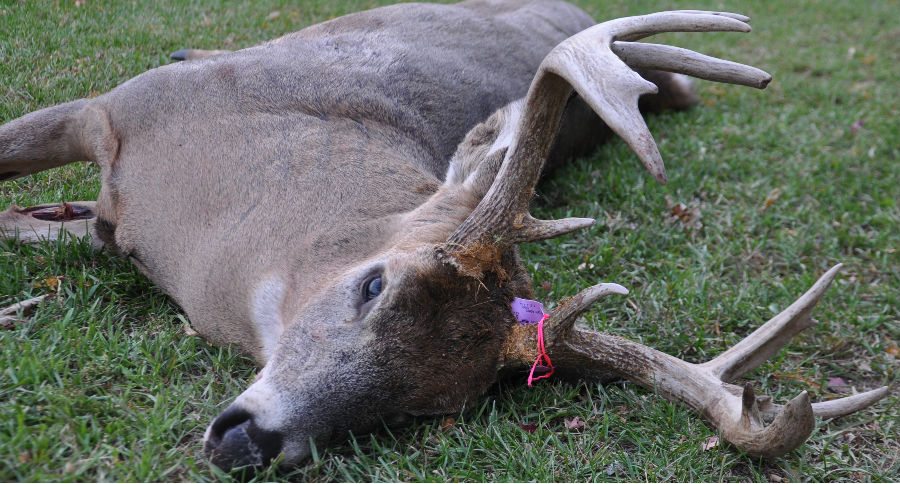 deer