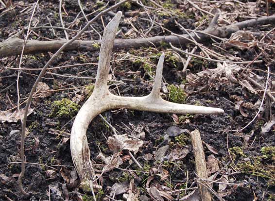 shed antler