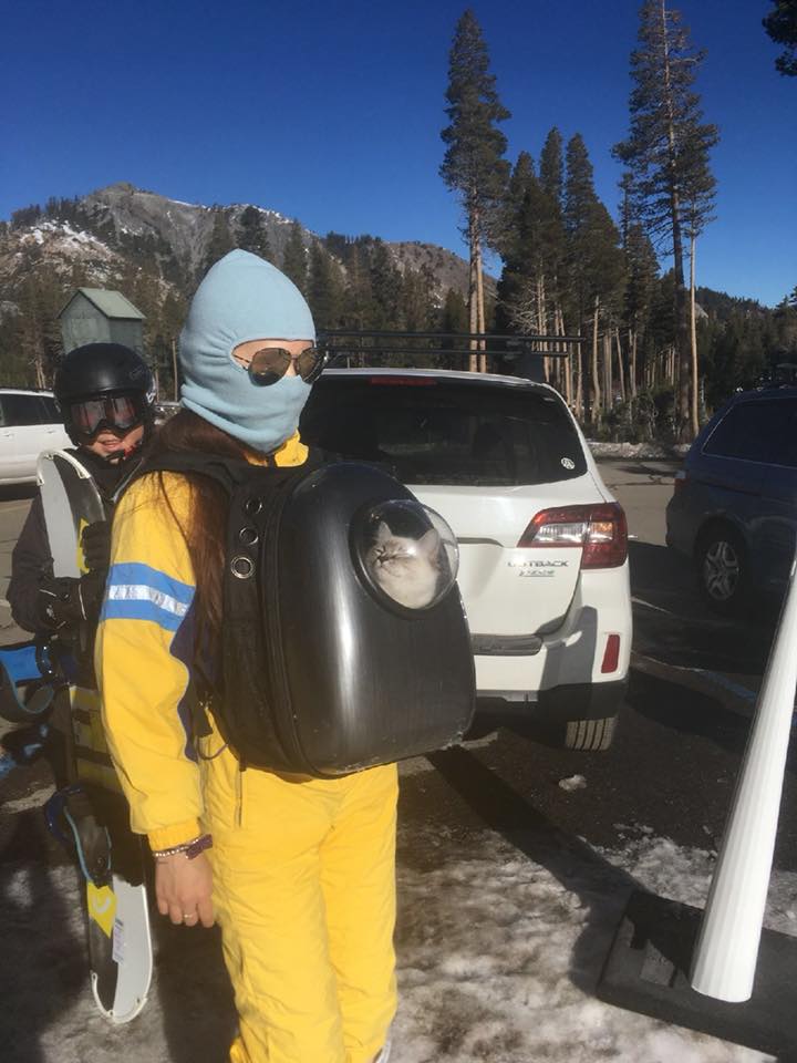 cat at ski resort