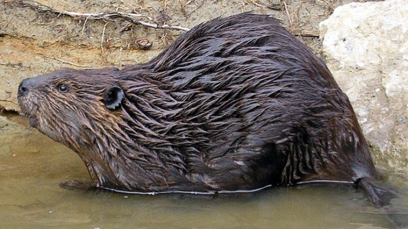 beaver animal