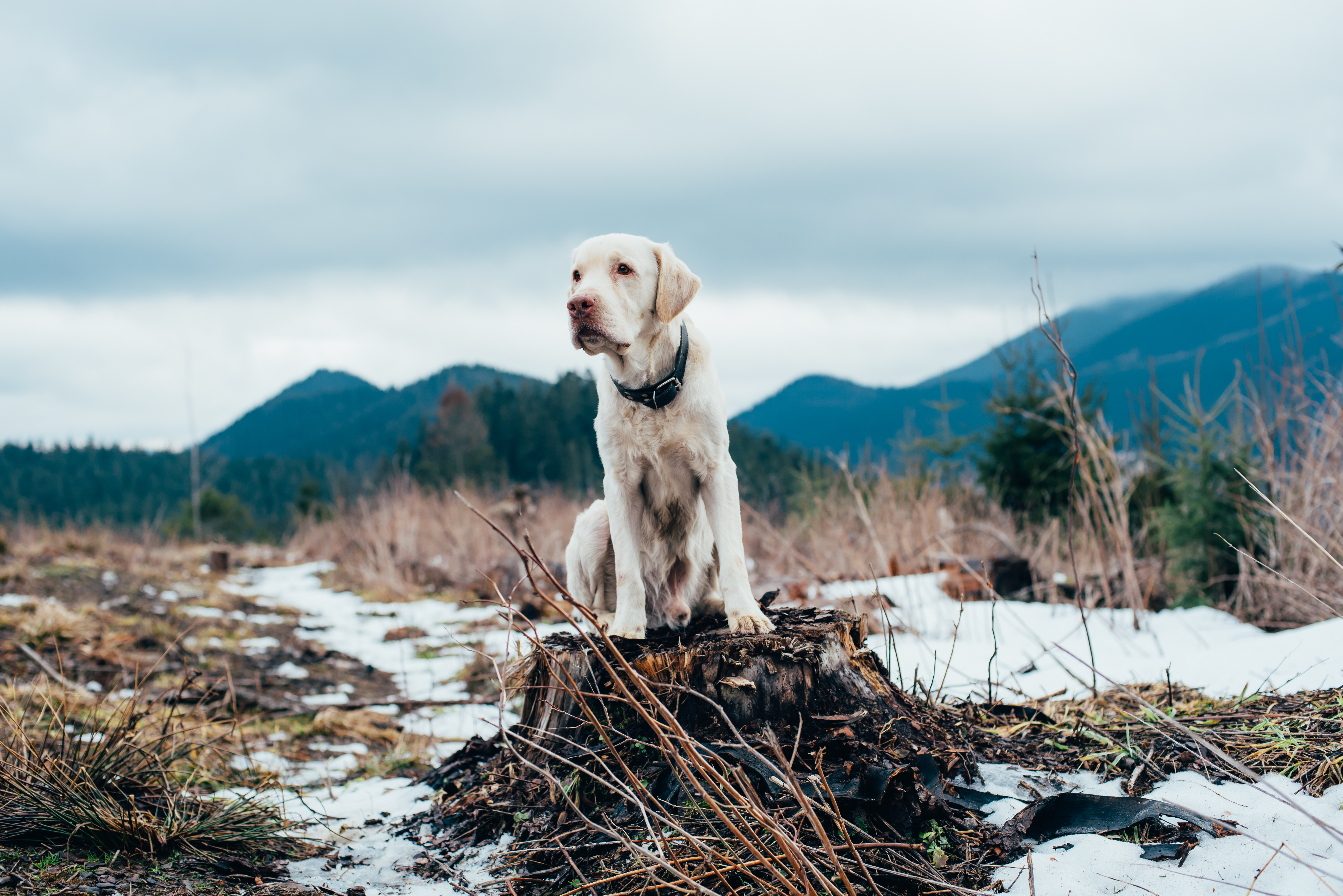 labrador dog sitting on the summit in mountains