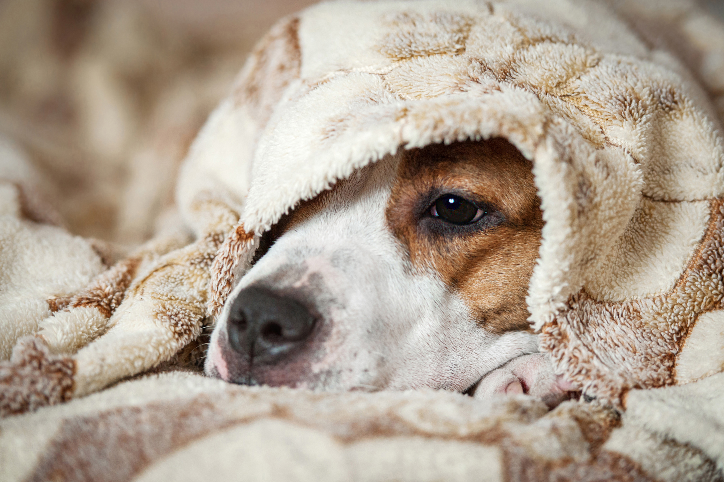 Dog sleeping under the blanket in bed