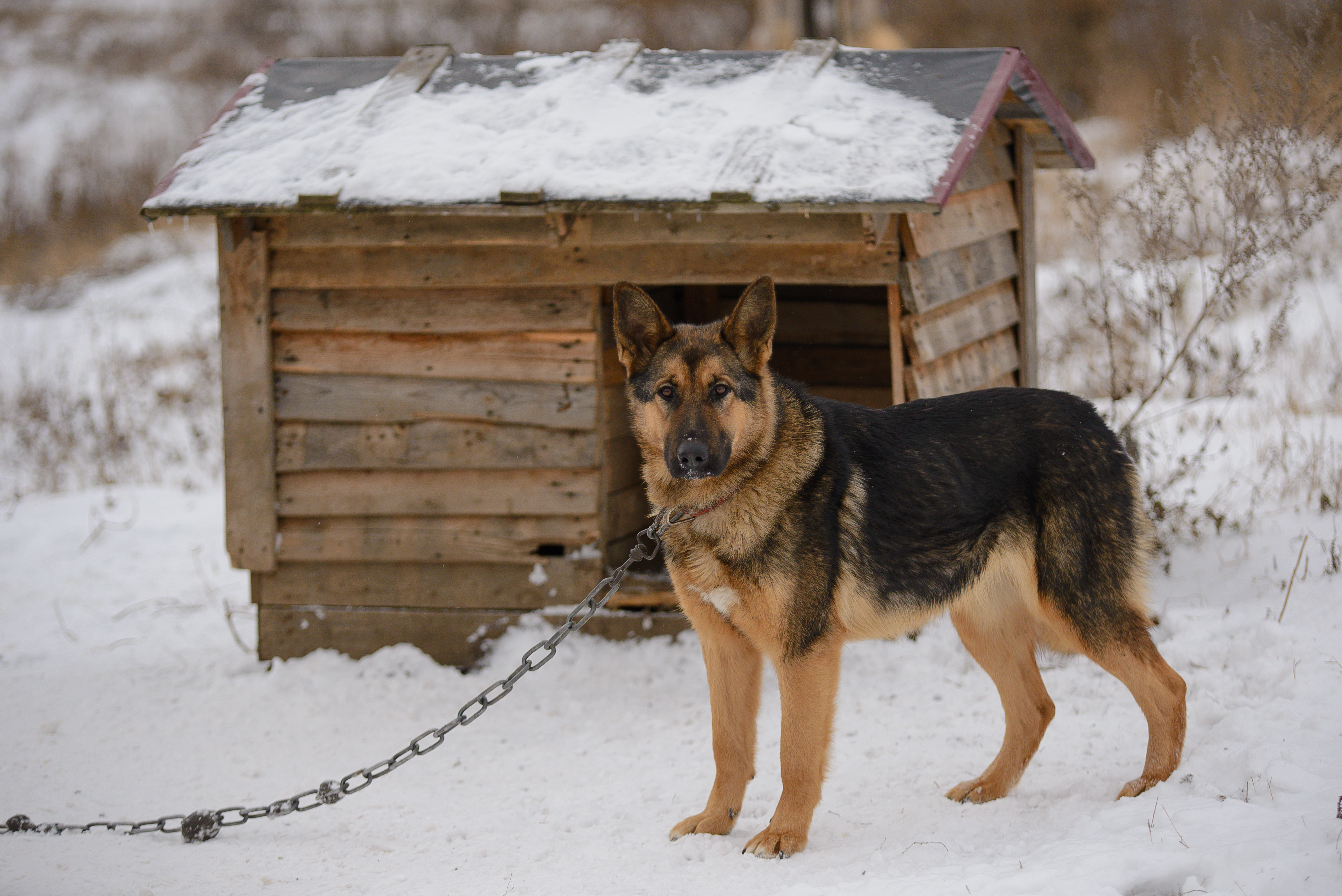 dog chained in snow