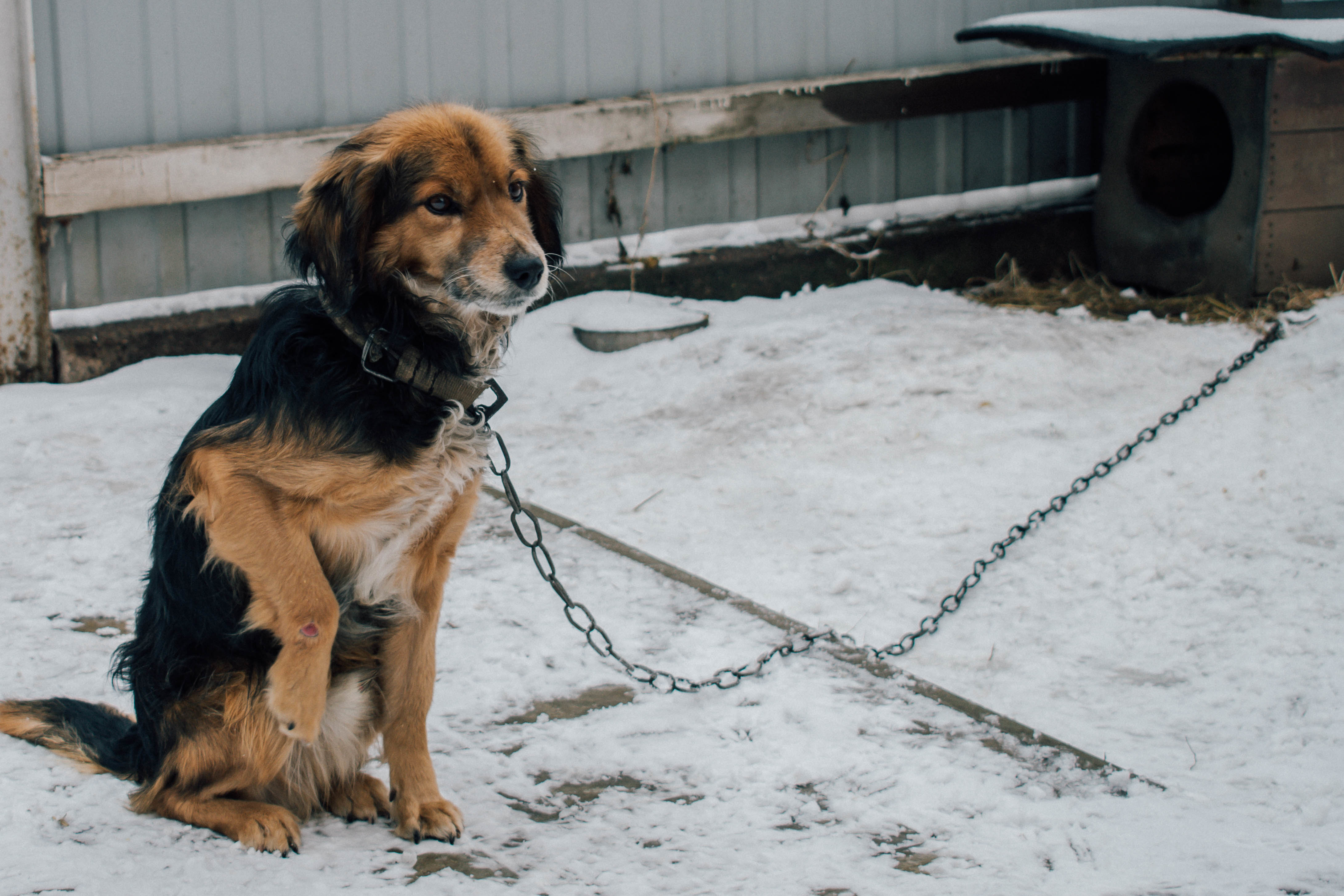 Sad yard dog on a chain with a wounded paw on the background