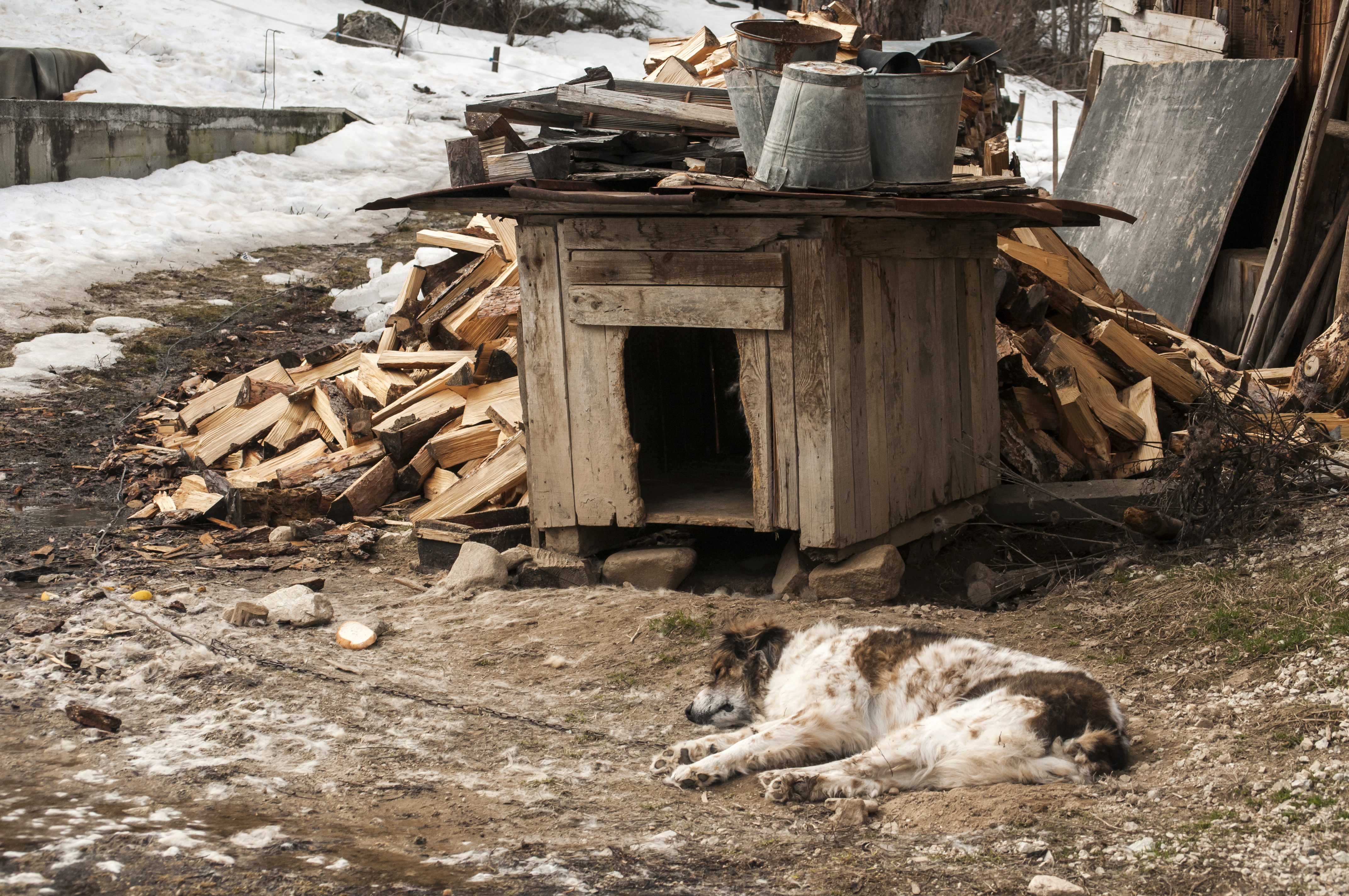 Tied with iron chain mountain shepherd guardian dog resting in rural village garden by wooden doghouse