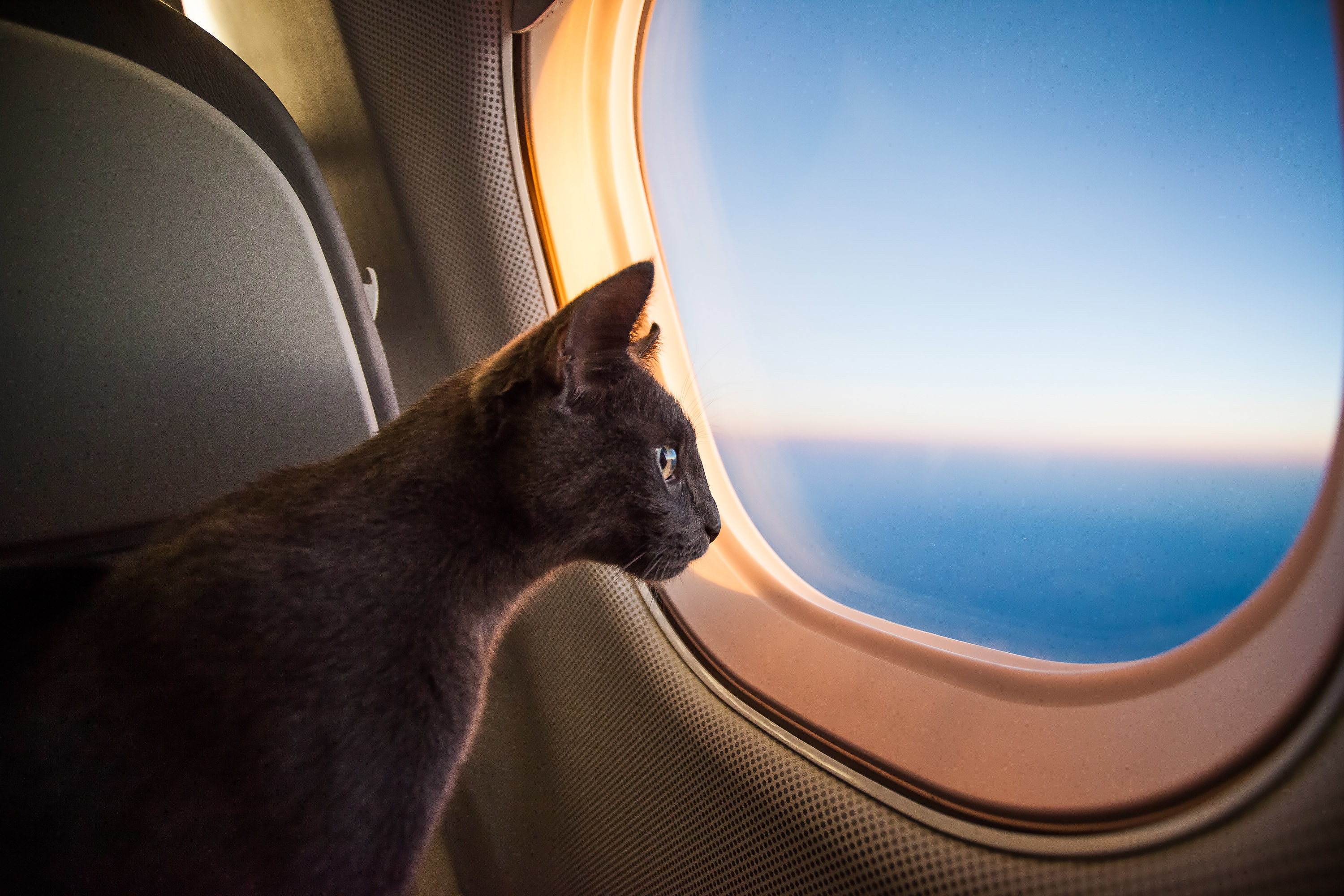 Travelling cat