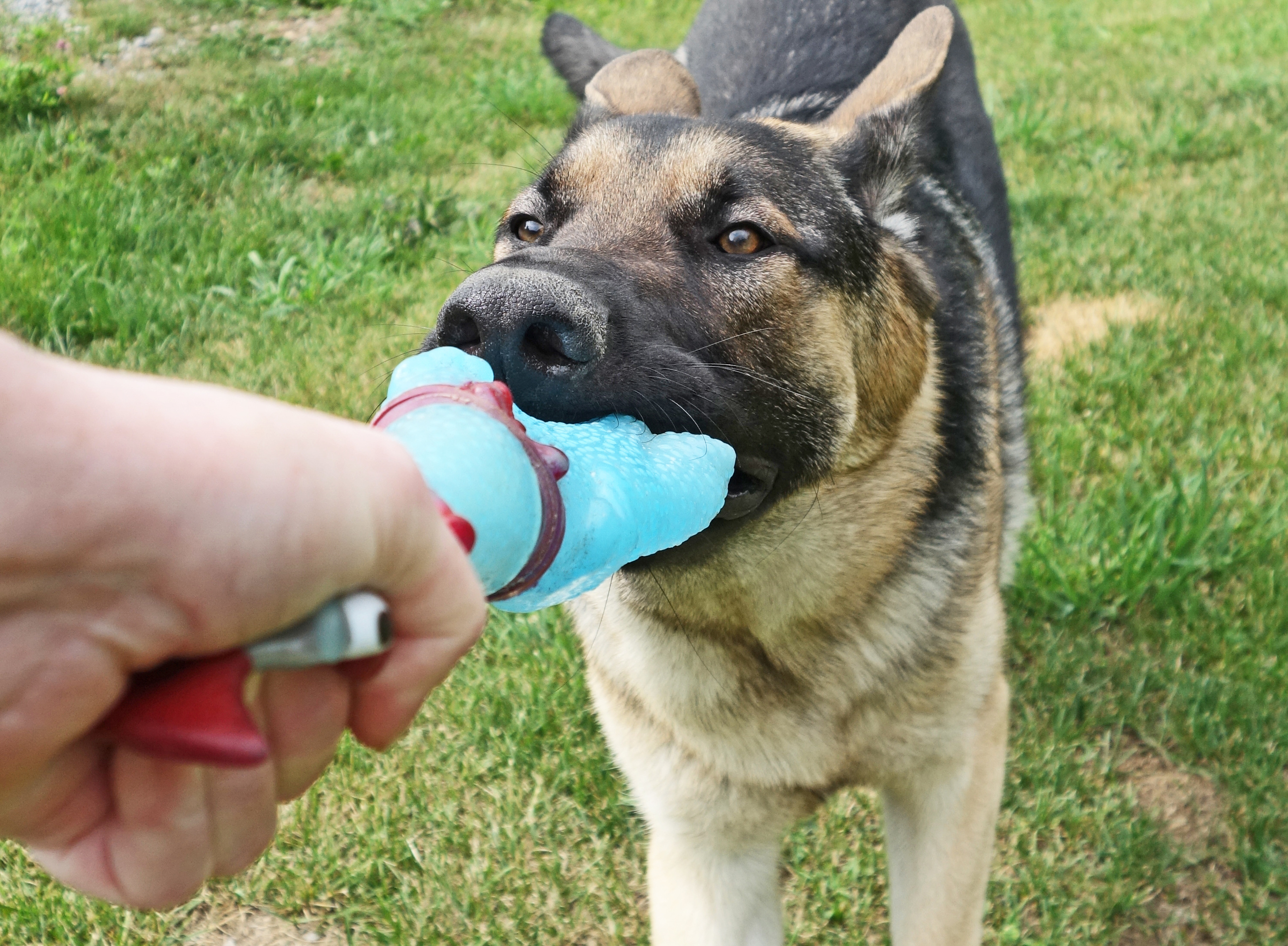 Big German Shepherd Dog Playing Tug Of War