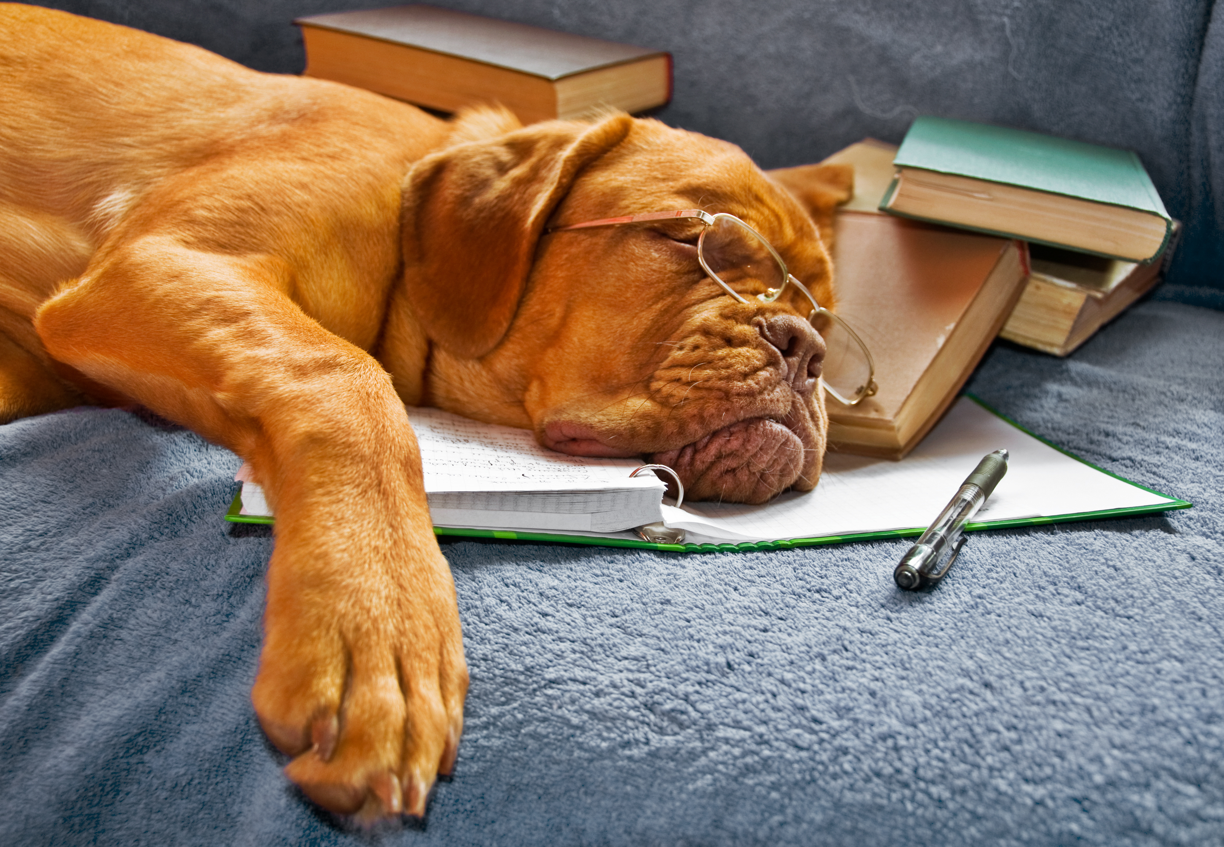 Dog Sleeping in her Notebook after Studying