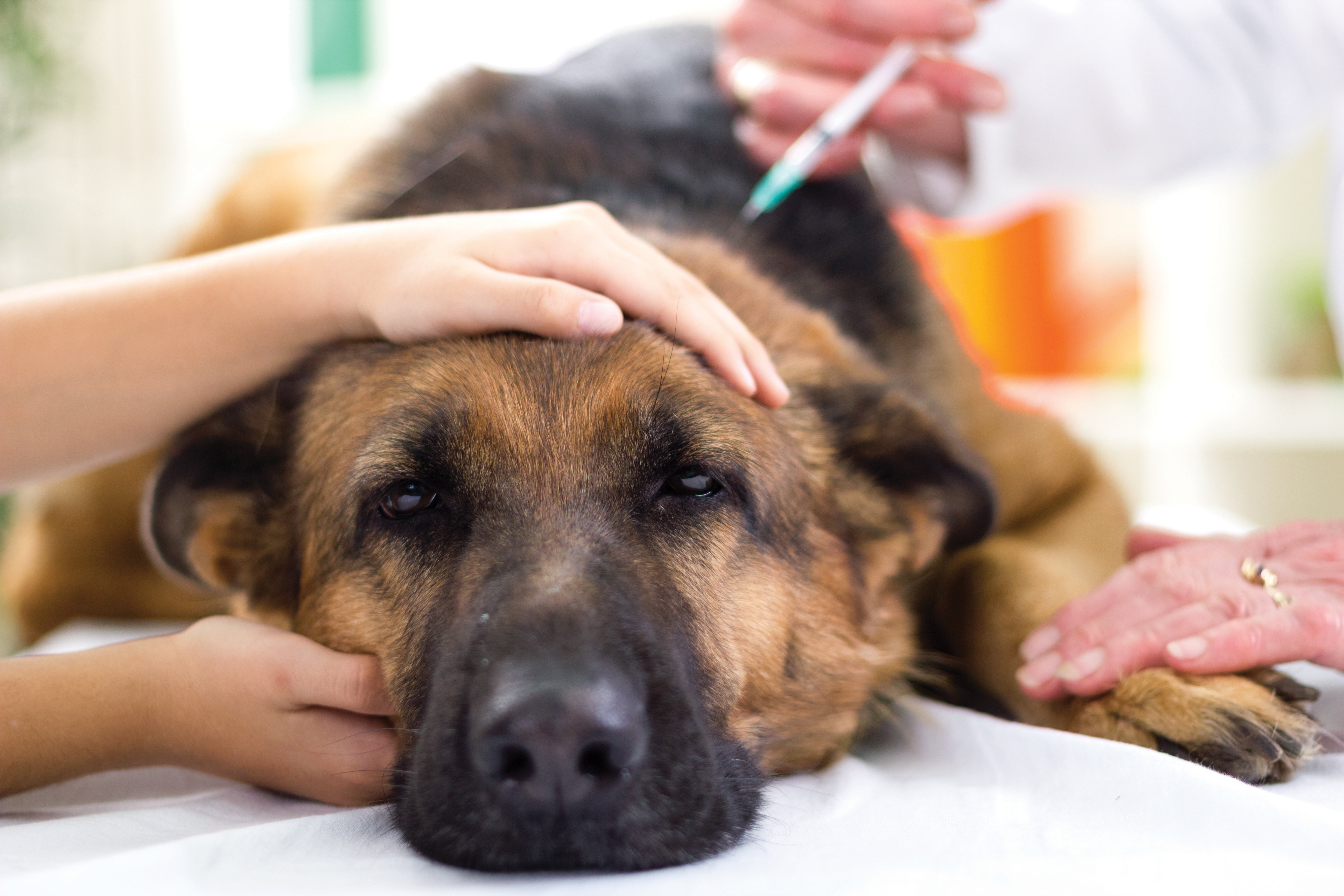 veterinary surgeon is giving the vaccine to the dog German Shepherd,fokus on injection