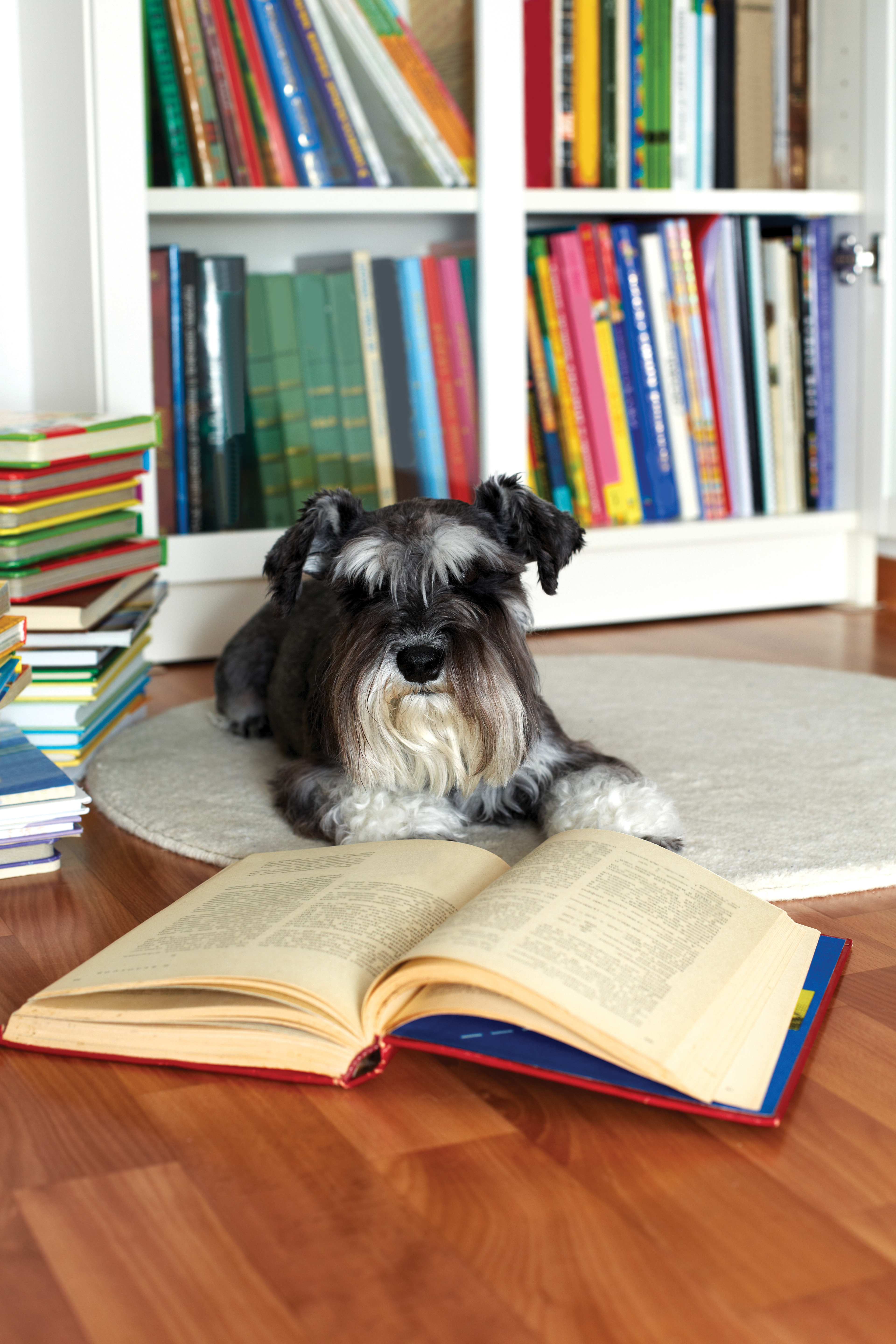 Dog reading a book lying in a library