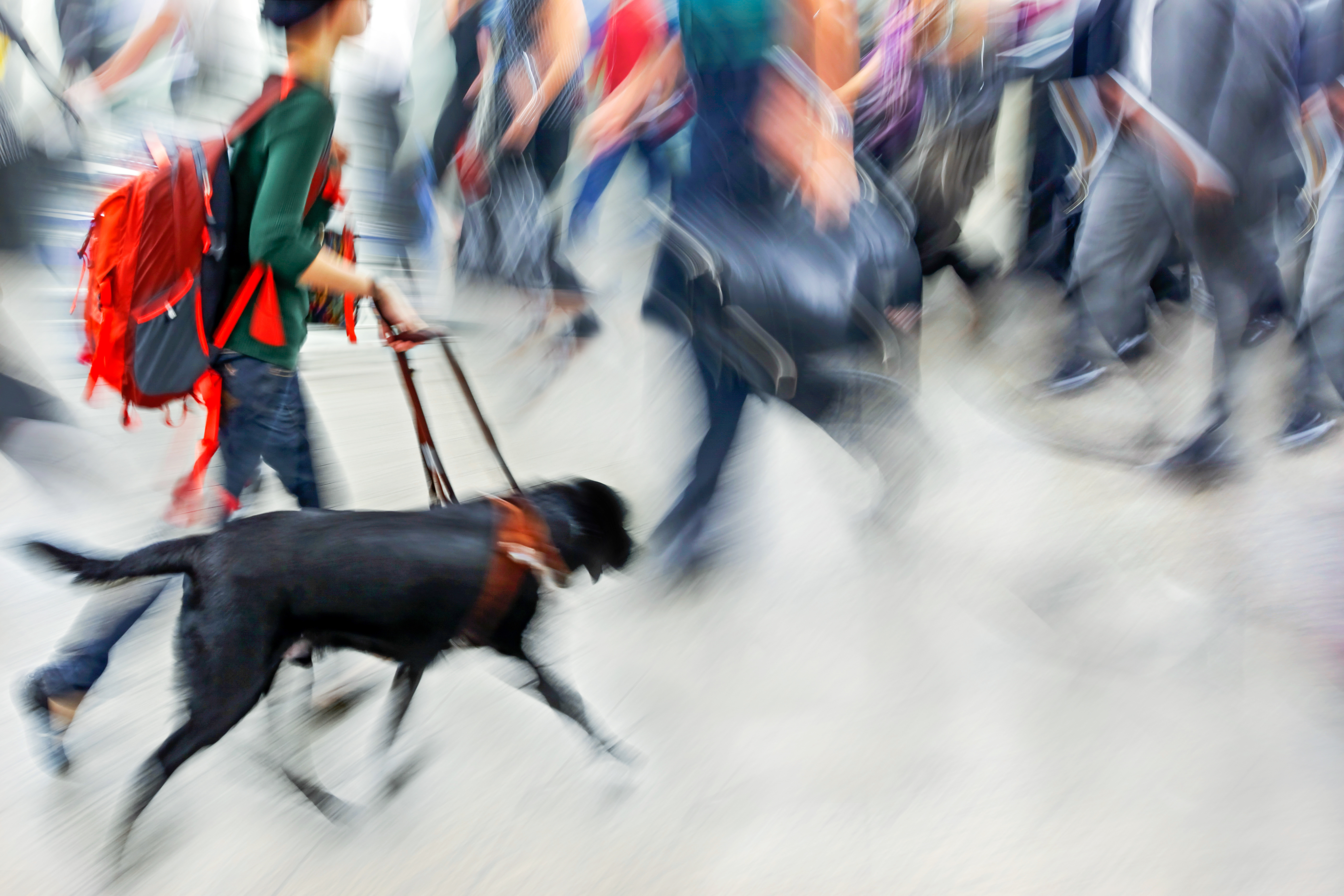 Guide dog is helping bilnd people in motion blur