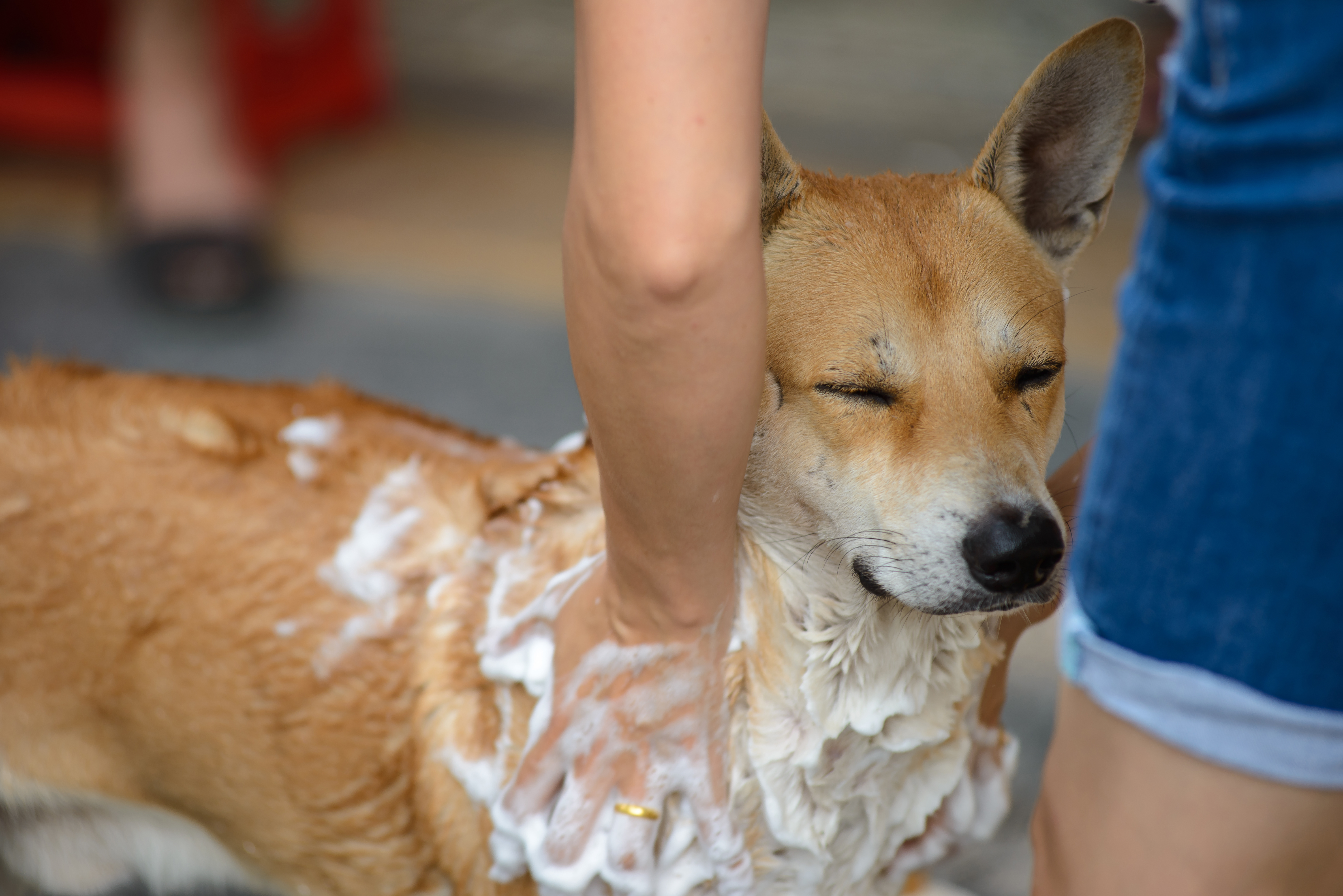 A dog taking a shower with soap and water