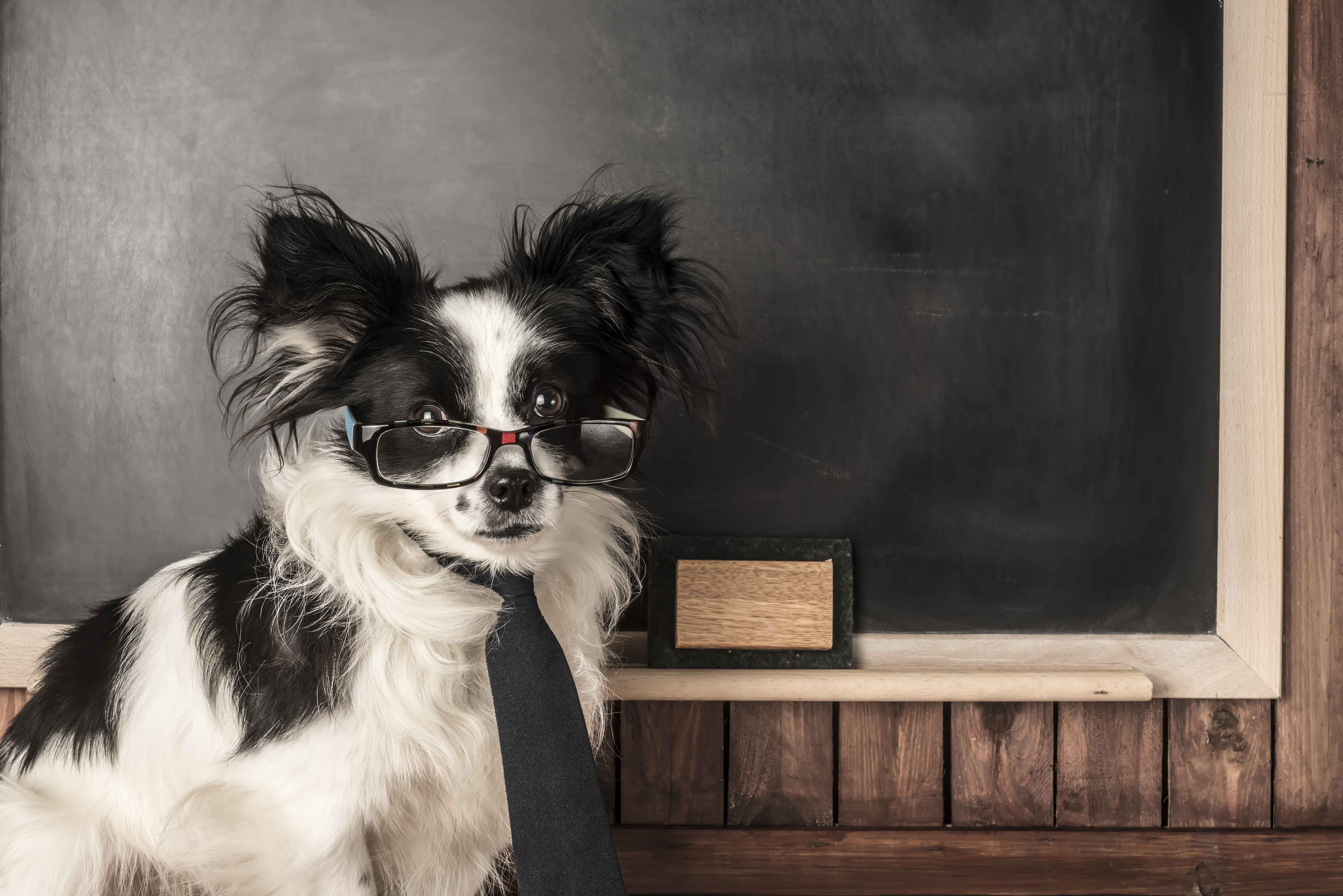 Dog as a school teacher with glasses and tie, blackboard with empty space for writing