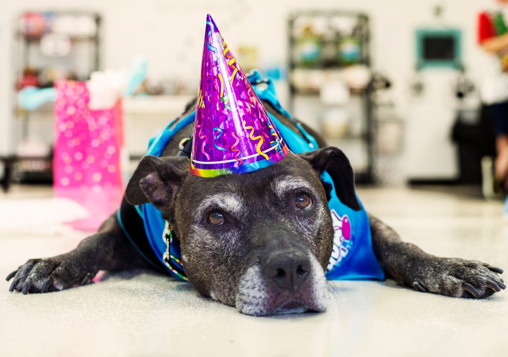 senior dog adoption