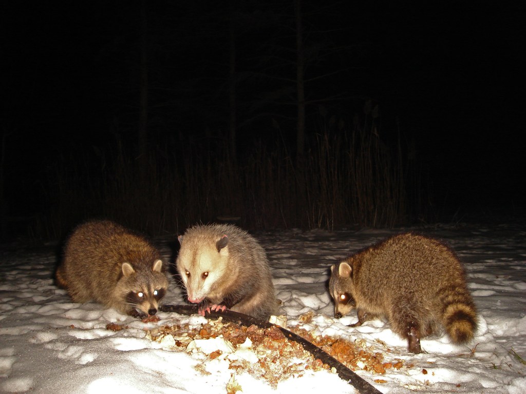 Trail Cam Tuesday