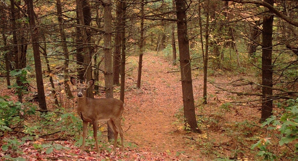 Trail Cam Tuesday