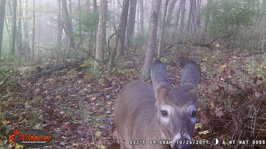 Trail Cam Tuesday