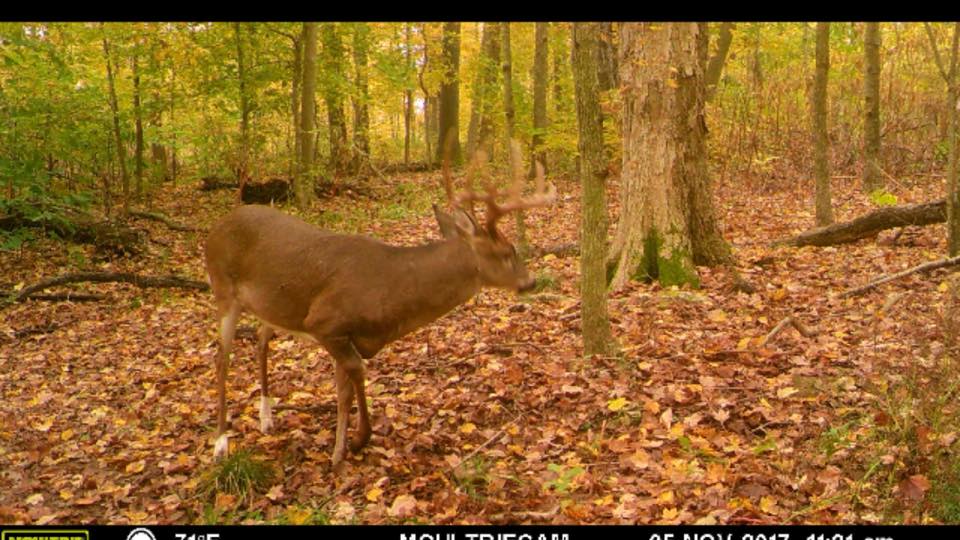 Trail Cam Tuesday