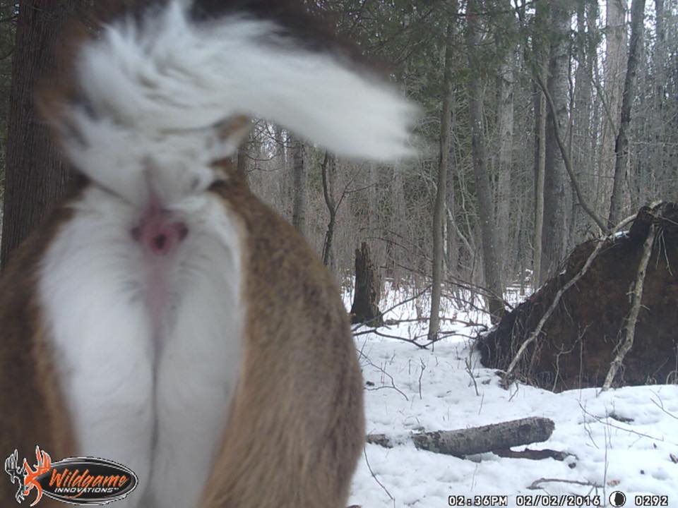 Trail Cam Tuesday