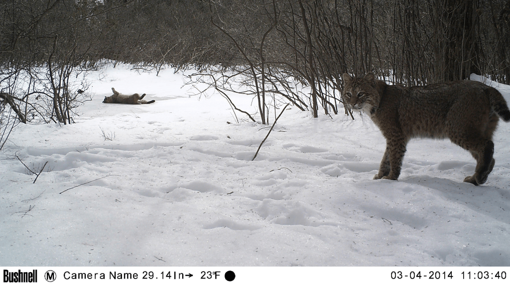 trail cam tuesday