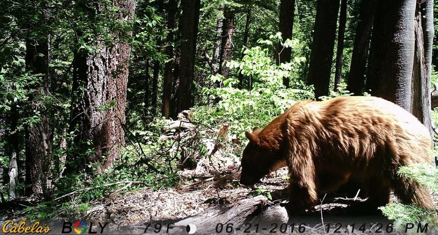 trail cam tuesday