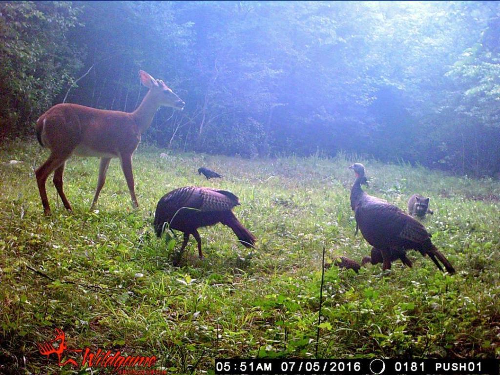 trail cam tuesday