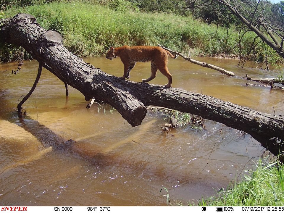 trail cam tuesday