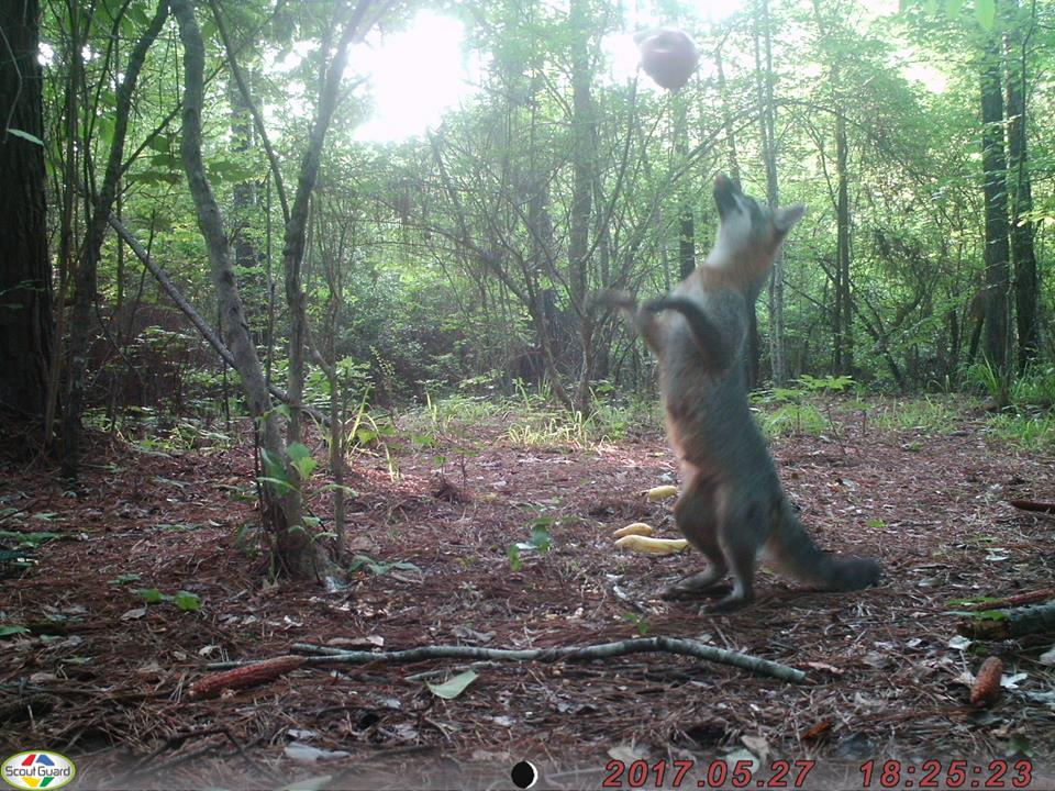 trail cam tuesday